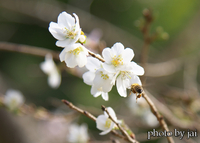 小原の四季桜 2020/11/24 10:10:00