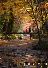 もう遅いかな?  小国神社の紅葉 2020/12/18 10:12:00