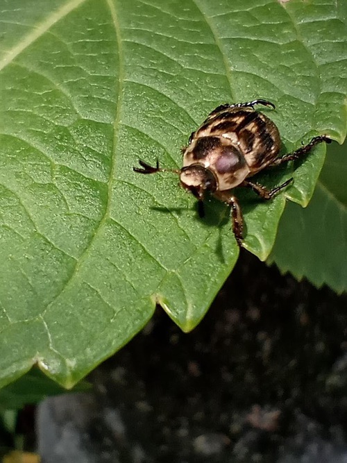 セマダラコガネ