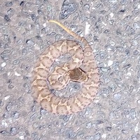 生まれたてマムちゃん 2023/08/30 10:22:00