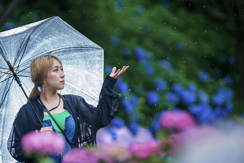 アジサイ 傘 雨