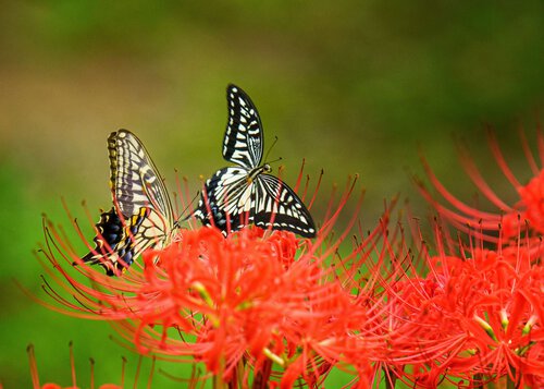 彼岸花とアゲハチョウ