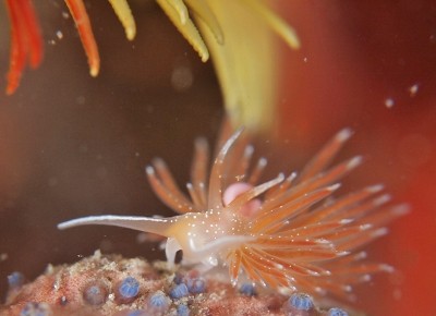 アカエラミノウミウシ水中写真