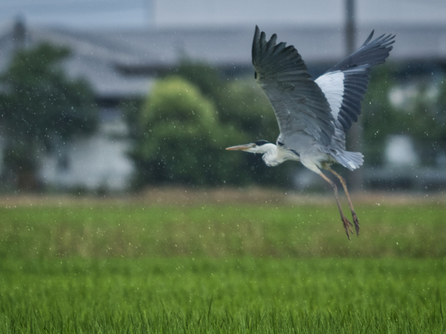 アオサギ