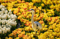 花に囲まれた鳥たち 2023/04/15 16:35:00
