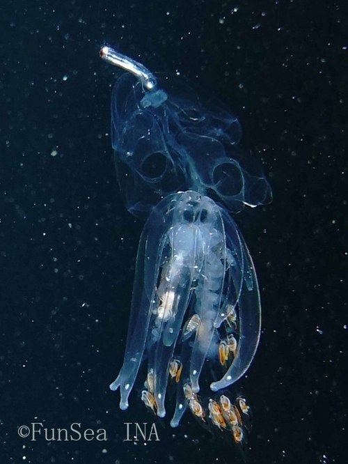 バレンクラゲ
