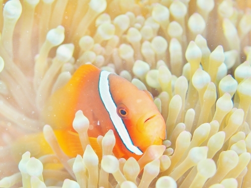 ハマクマノミ 水中写真