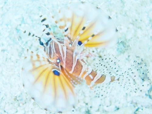 キリンミノカサゴ 水中写真