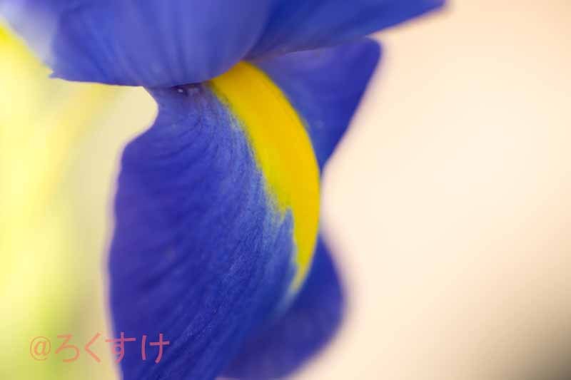 アイリス