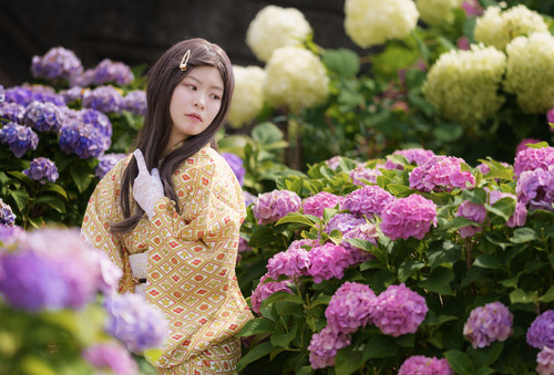 アジサイ着物ポートレート
