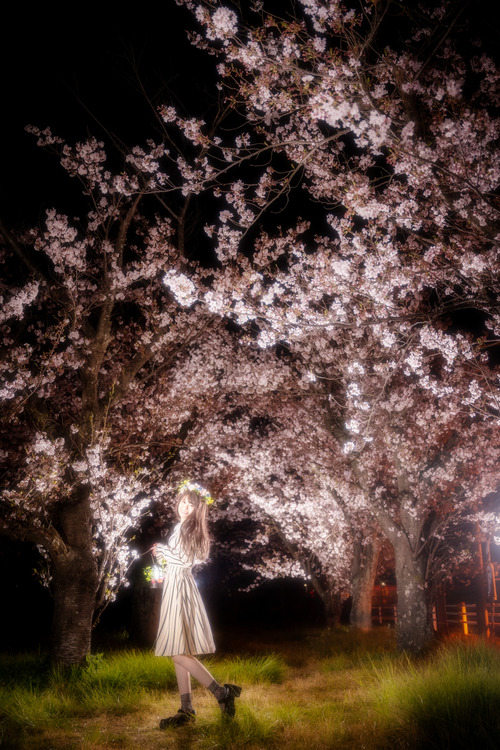 夜桜ポートレート静岡県