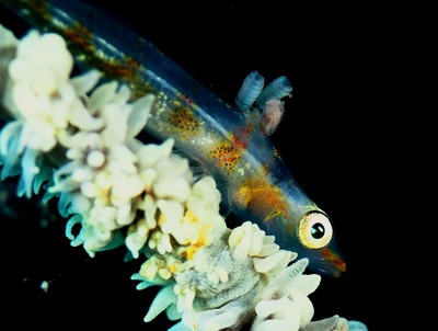水中写真：ガラスハゼ