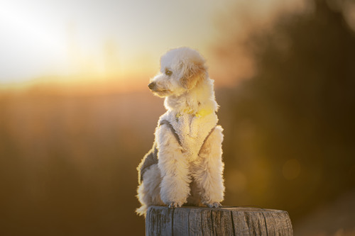 犬ポートレート出張撮影