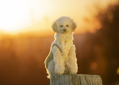 犬ポートレート出張撮影