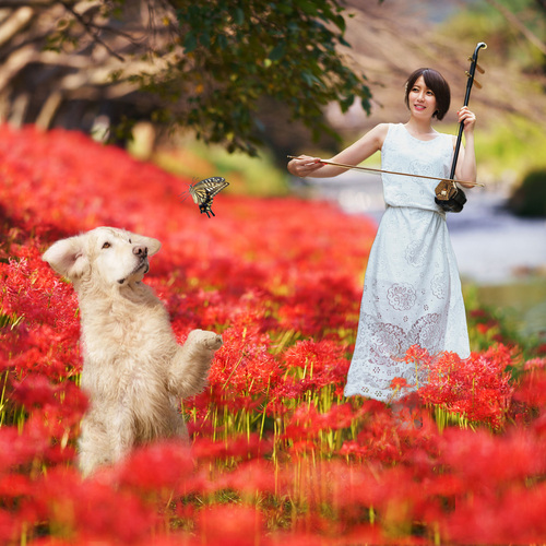 彼岸花と二胡と犬と蝶
