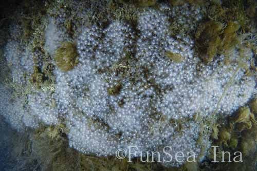 ヒメホウキムシ 浜名湖