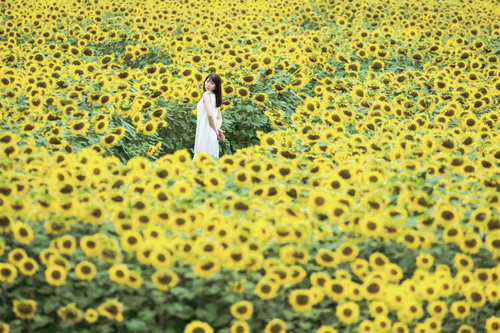 ヒマワリポートレート白ワンピース花