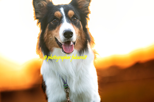 犬 写真撮影