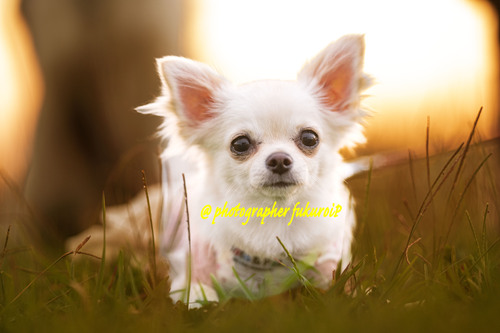 犬 写真撮影