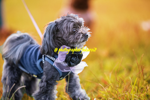 犬 写真撮影