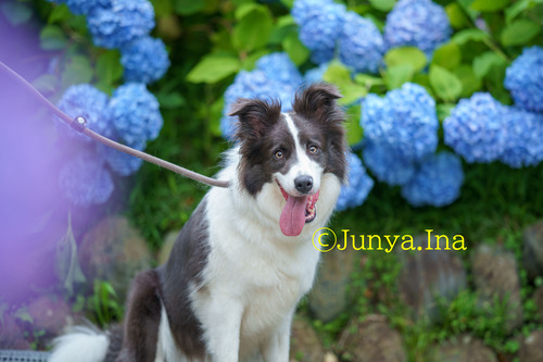 犬と紫陽花ボーダーコリー