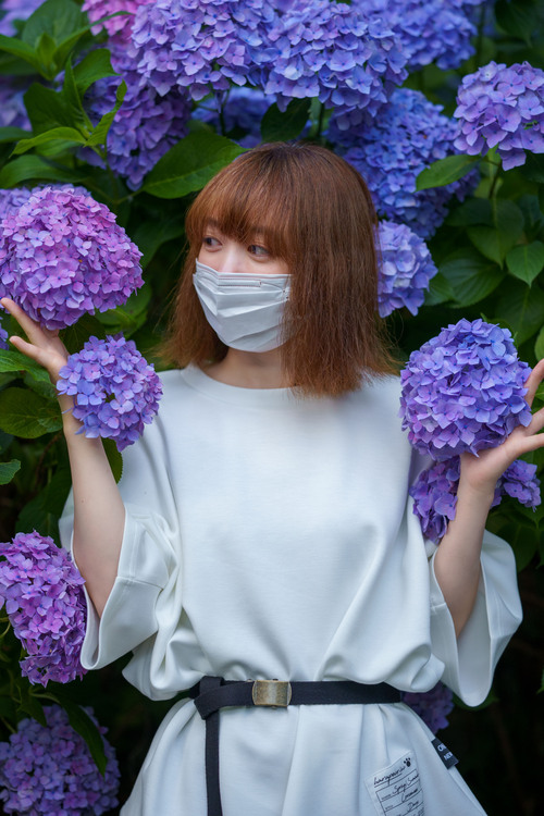 アジサイポートレート