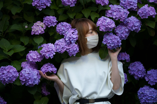 アジサイポートレート