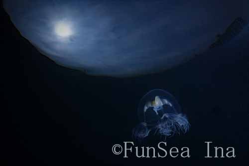 カミクラゲ 浜名湖