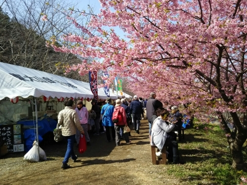 東大山さくらまつり 2019