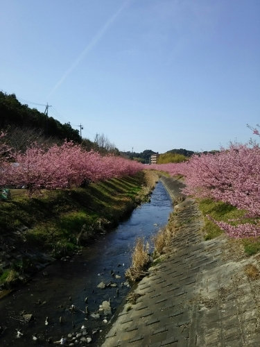 東大山サクラダイまつり 浜松市西区