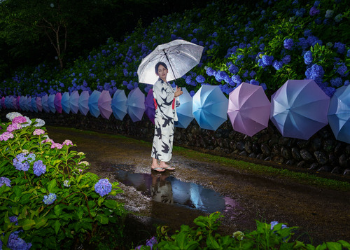 雨とアジサイ浴衣ポートレート