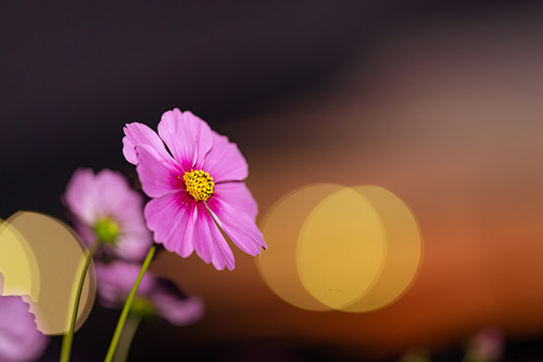 コスモス 秋桜