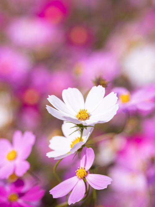 コスモス 秋桜