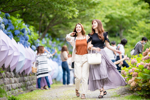 法多山 紫陽花祭り