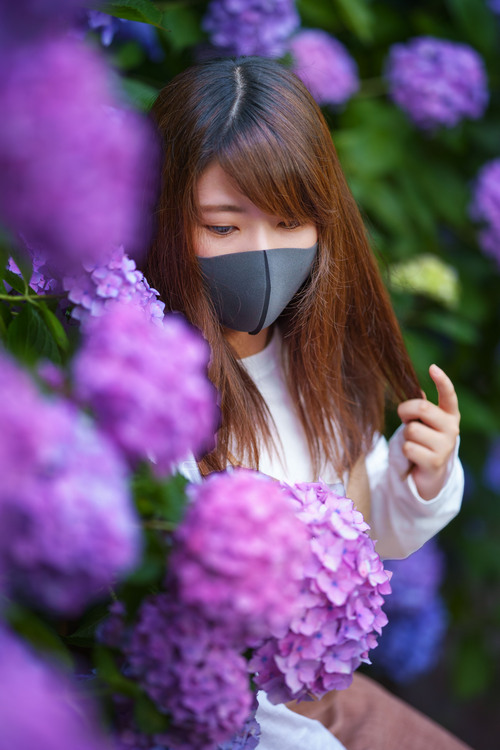 アジサイポートレート