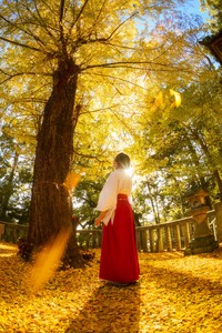 事任八幡宮イチョウ 2023/11/21 10:02:00