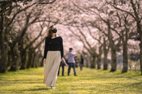 船明ダム桜ポートレート 2021/05/02 11:04:00