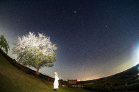 桜星空ポートレート 静岡県 2022/04/14 12:35:00