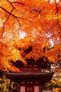 油山寺の紅葉2020 2020/12/28 16:33:33