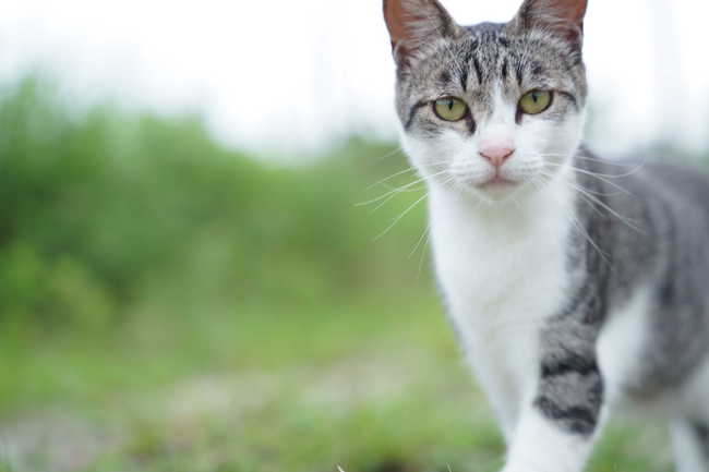 野良猫