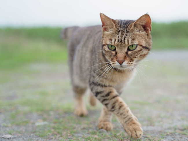 野良猫