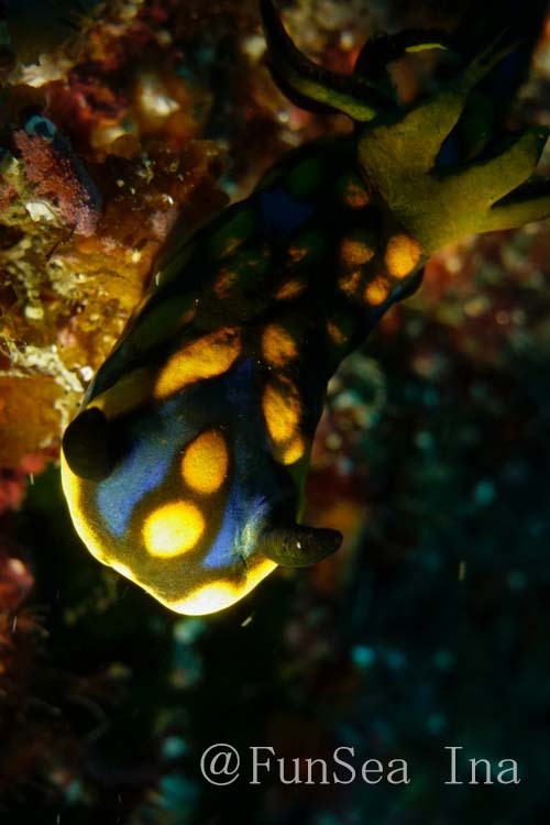 サガミリュウグウウミウシ