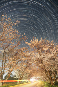 袋井市の桜トンネル 2023/04/12 20:18:00