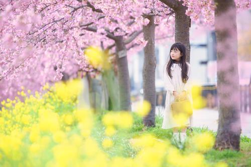 愛知県豊川市 西古瀬川の河津桜 菜の花 子供撮影
