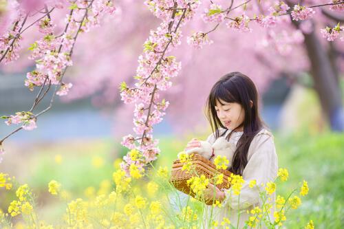 愛知県豊川市 西古瀬川の河津桜 菜の花 子供撮影