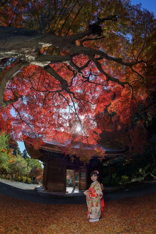 紅葉着物ポートレート七五三