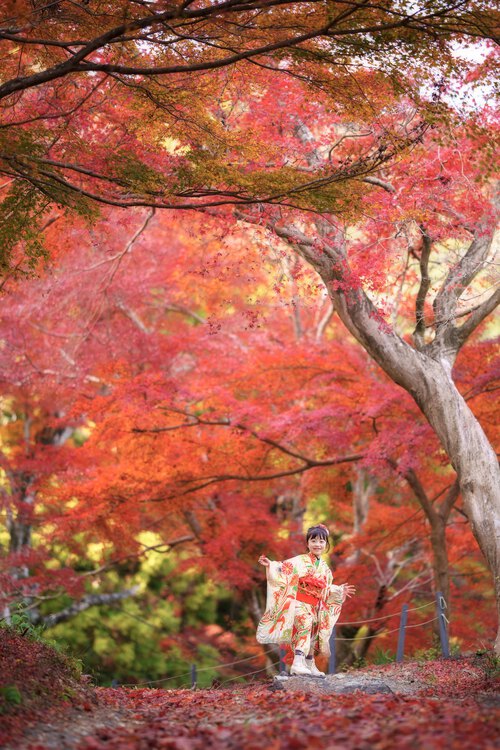 紅葉着物ポートレート七五三