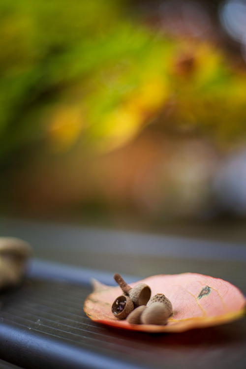 子供ポートレート撮影 紅葉