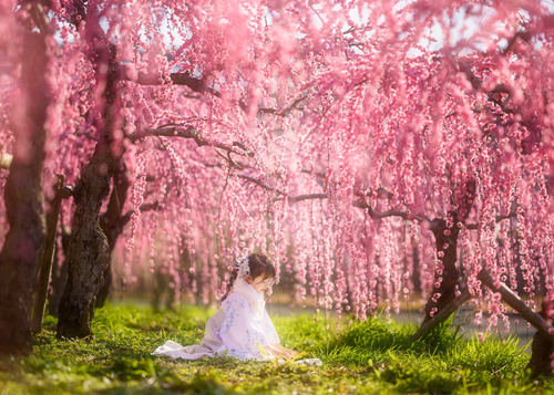 梅並木 袴でお花見 子供ポートレート撮影