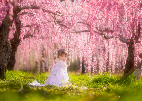 梅並木 袴でお花見 子供ポートレート撮影